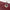Chanel Borsa Classica Single Flap in Pelle Bordeaux con Finiture Bicolore Oro e Argento