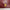Must de Cartier Borsa a Tracolla Vintage in Pelle Bordeaux